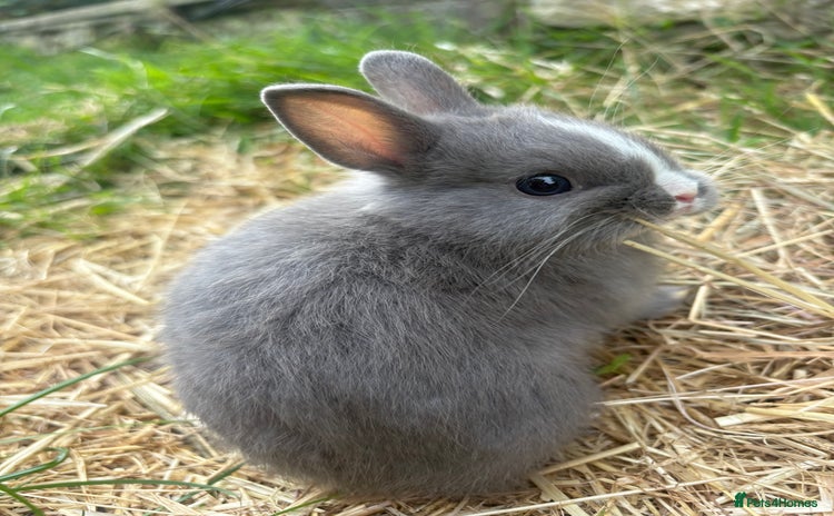 Netherland Dwarf rabbits - Advert 13