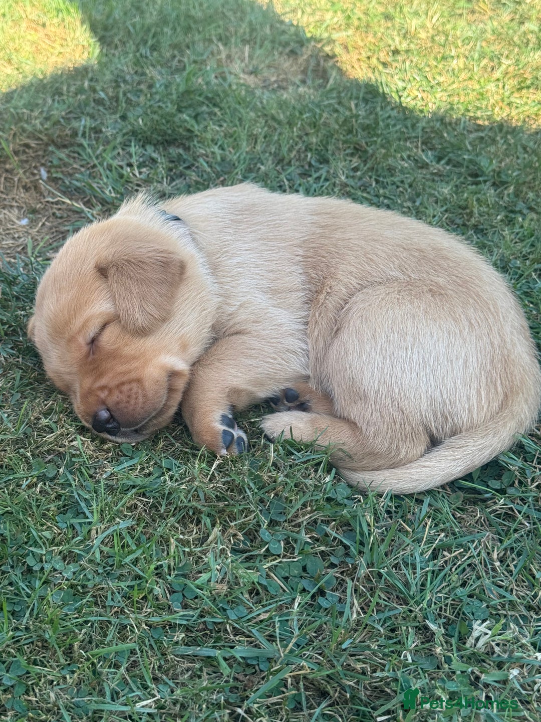 Labrador Retriever dogs for sale: Fox Red litter born 5th August - Image 11