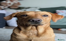 Labrador Retriever dogs for sale: Missy ✨ - Image 2