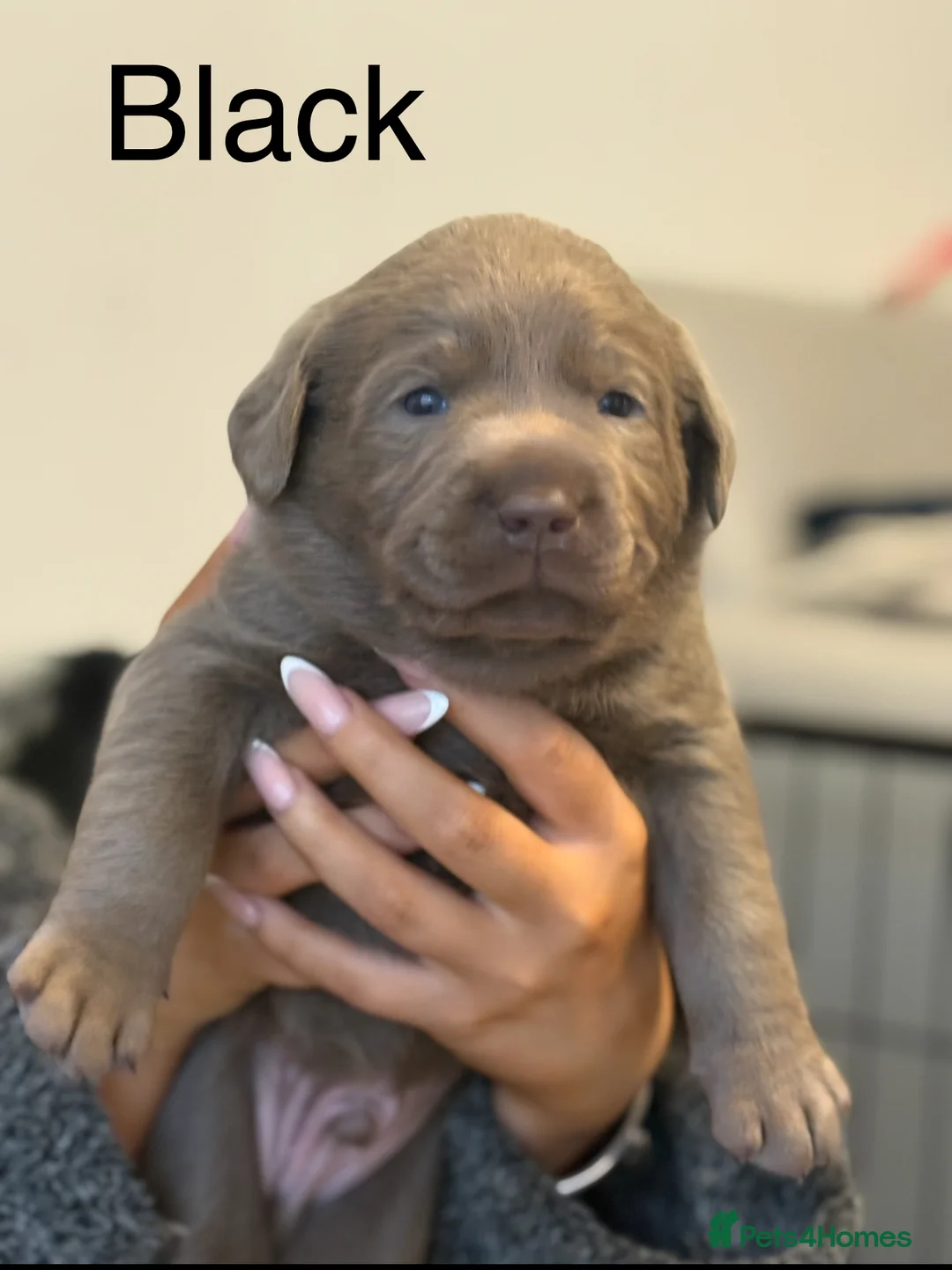 Labrador Retriever dogs for sale: KC silver Labrador (last girl remaining) orange  - Advert 25