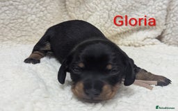 Miniature Dachshund dogs for sale: Miniature Smooth Dachshund Puppies - Image 6