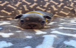 French Bulldog dogs for sale: Adorable French bulldog puppies!!🐶  - Image 19