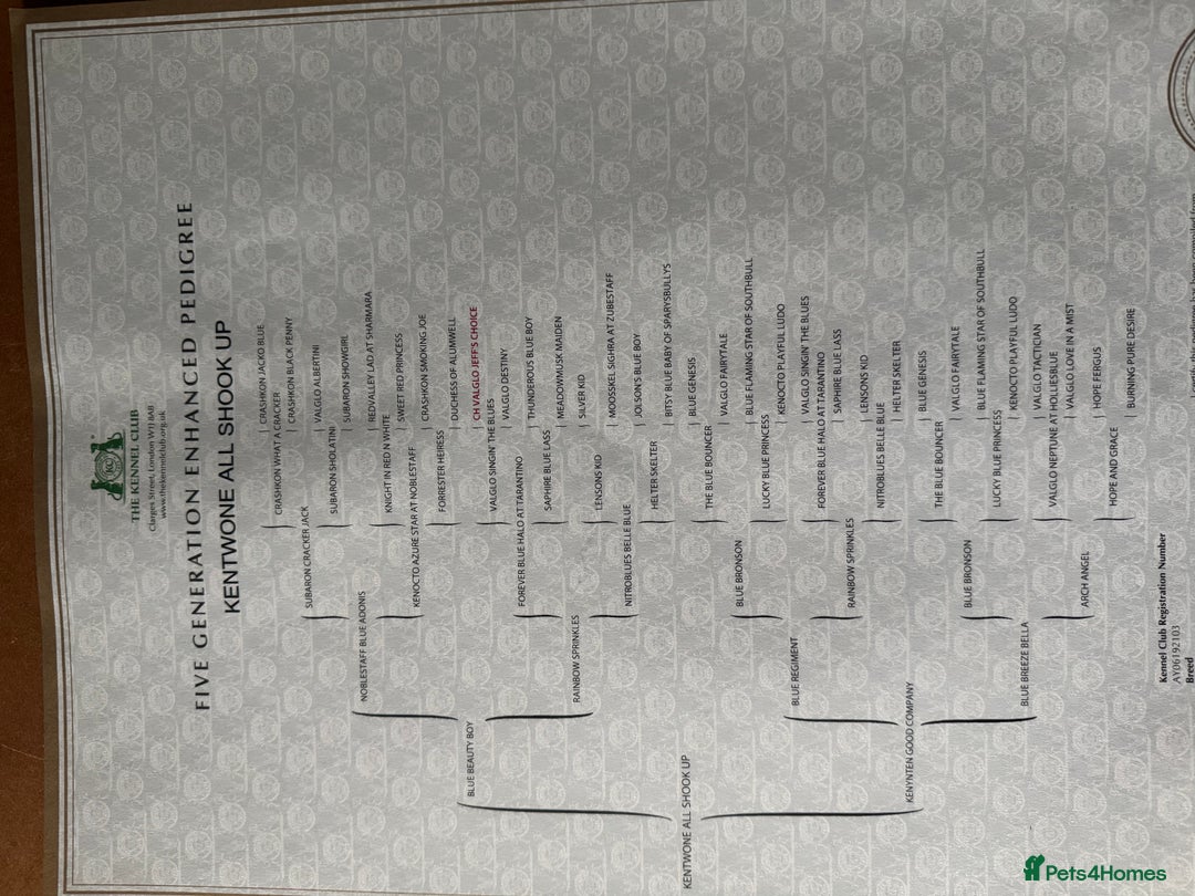 Staffordshire Bull Terrier dogs for sale: KC Staffordshire bull terrier puppies  - Advert 21