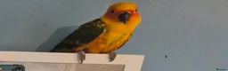 Conures birds for sale: Sun conure  - Advert 1