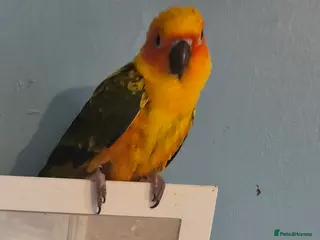 Conures birds Sun conure - Advert 3