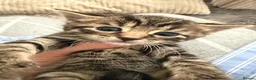 Mixed Breed cats for sale: Very beautiful marbled and striped cats - Advert 14