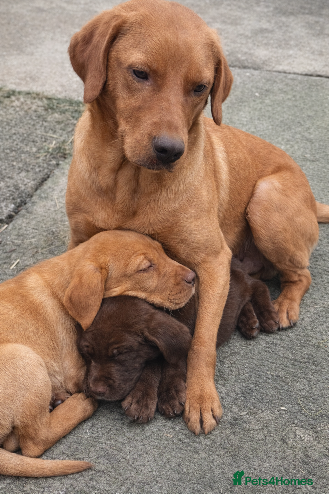 Labrador Retriever dogs for sale: labradors looking for their forever homes  - Advert 7