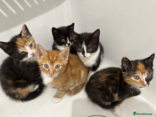 Mixed Breed cats Cute kittens - Advert 18