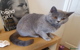 British Shorthair cats for sale: BSH kittens 💙🖤 - Image 13