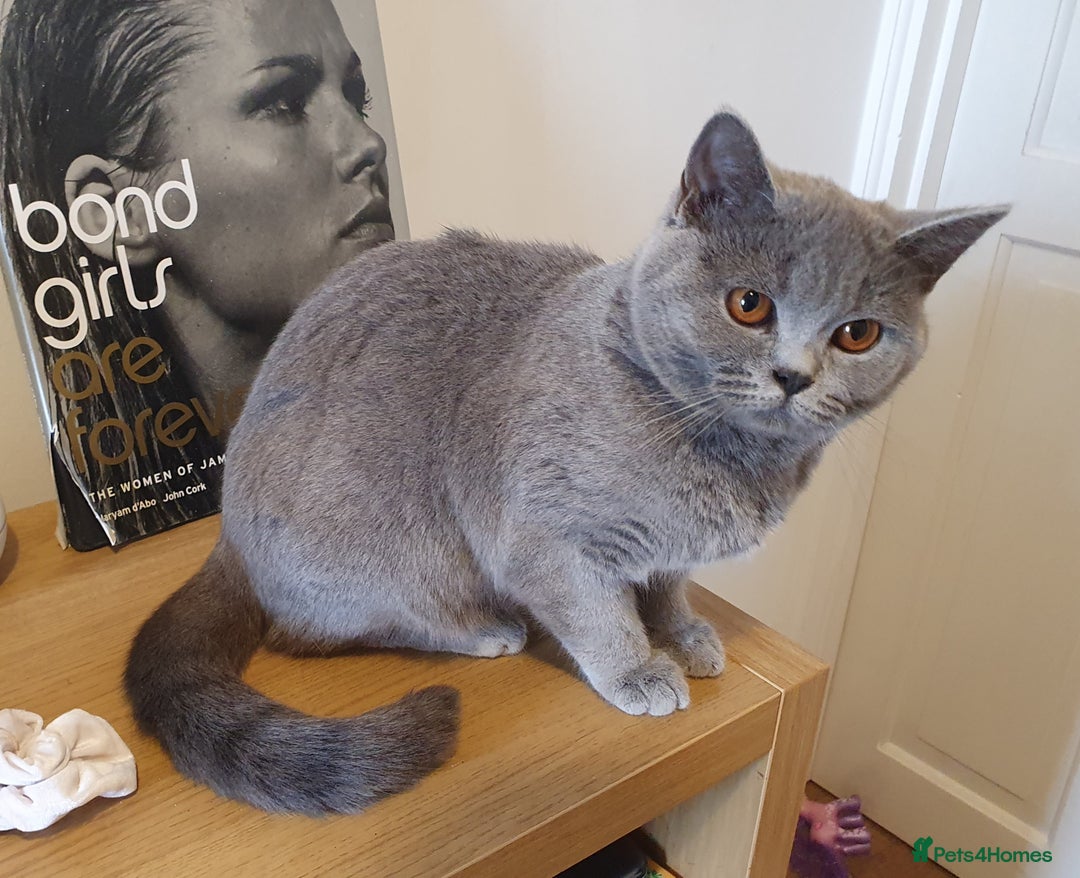 British Shorthair cats for sale: BSH kittens 💙🖤 - Image 13
