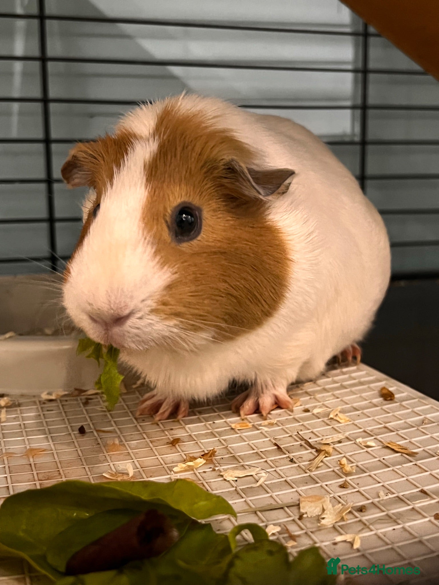Guinea Pig rodents Female guinea pig  - Advert 1