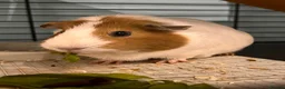 Guinea Pig rodents for sale: Female guinea pig  in Thirsk - Advert 1