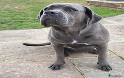 Cane Corso dogs for sale: Dutchess blue cane corso  - Image 6