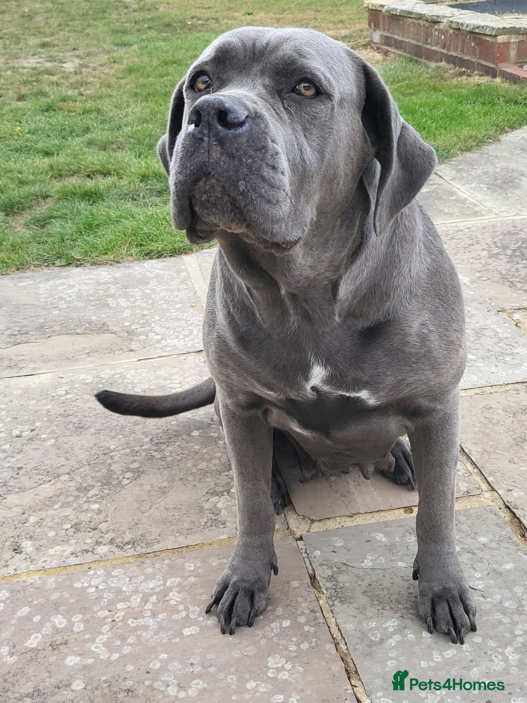 Cane Corso dogs for sale: Dutchess blue cane corso  - Image 6