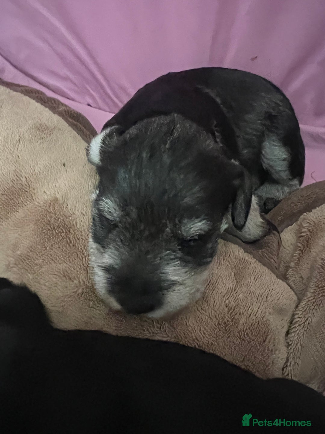Miniature Schnauzer dogs for sale: Two Gorgeous boys  - Image 7