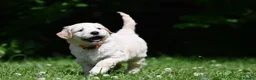 Goldendoodle dogs for sale: Quality Health Tested Goldendoodles - Advert 28