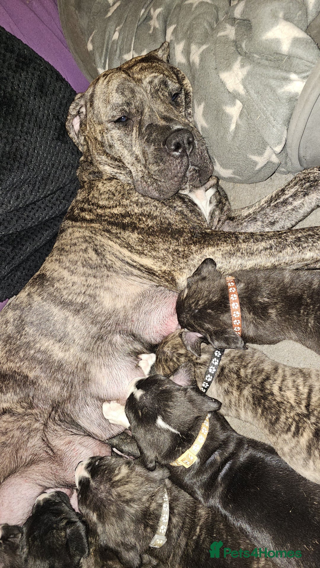 Bullmastiff dogs for sale: 11 Bullmastiff puppies for sale - Advert 27