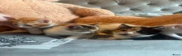 Mixed Breed cats for sale: Mixed colors - Advert 5