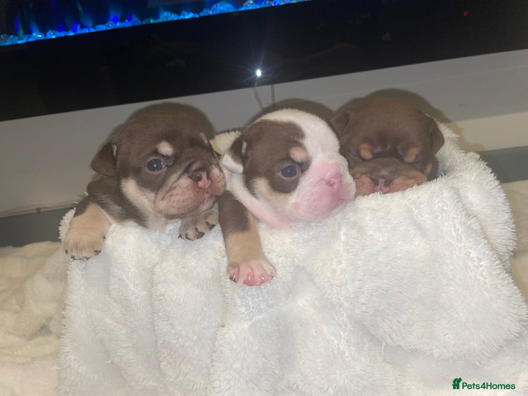 English Bulldog dogs for sale: TOP CLASS  English Bull Dog puppies  - Advert 18