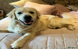 Golden Retriever dogs for sale: Extensively Health tested parents.Snowwhite Chunks - Image 38