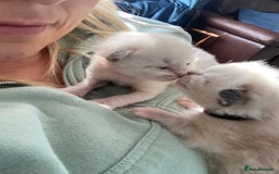 Ragdoll cats for sale: 6 ragdoll kittens  - Image 11