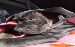 Cane Corso dogs for sale: Cane Corso  - Image 5