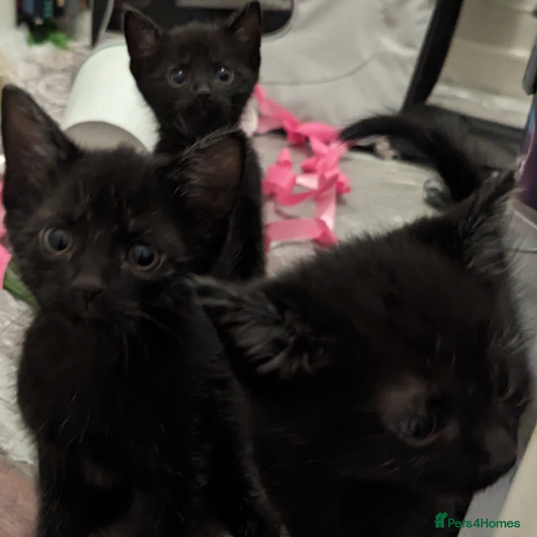 British Shorthair cats for sale: Black Slightly Fluffy Kittens  - Image 2