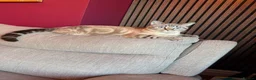 Mixed Breed cats for sale: Neutered male cat  - Advert 13