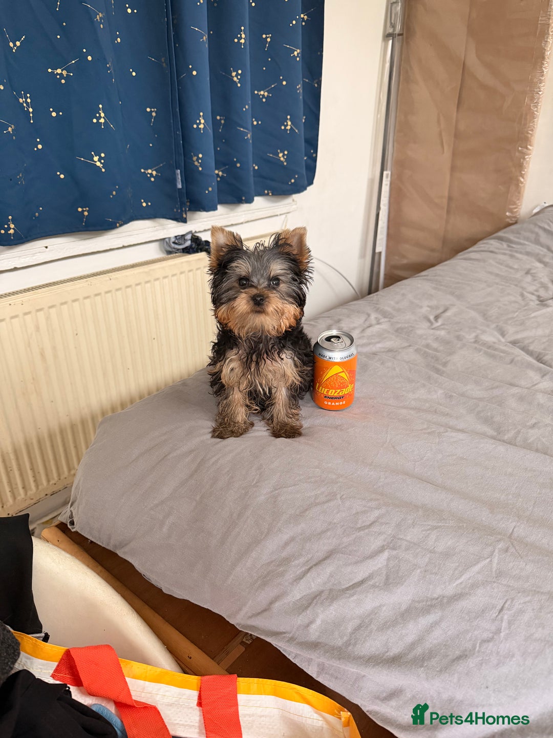 Yorkshire Terrier dogs for sale: Yorkshire terrier puppy - Advert 3