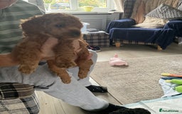 Toy Poodle dogs for sale: Toy poodle - Image 10