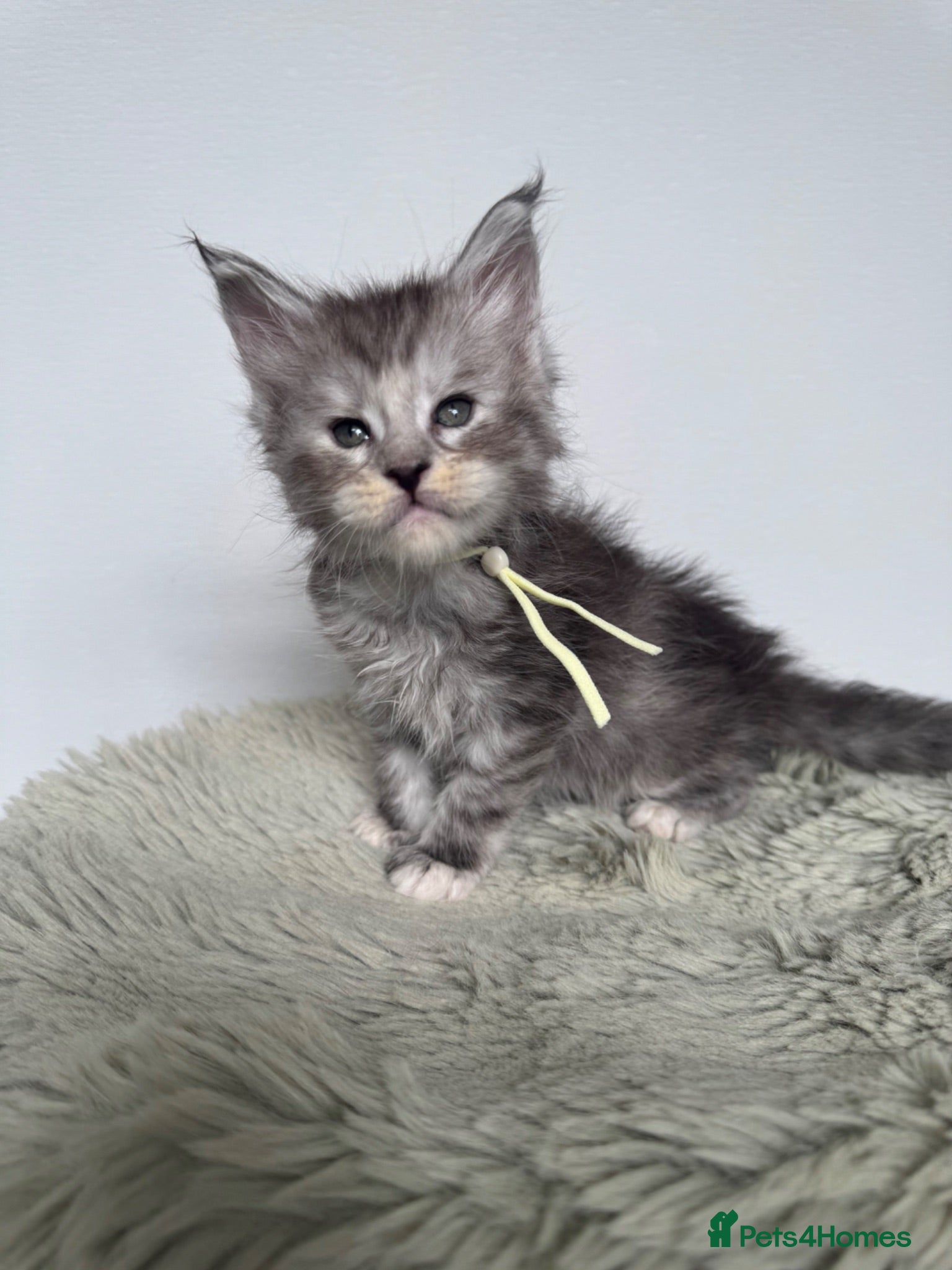 Maine Coon cats Superb quality Maine coon girls  - Advert 2