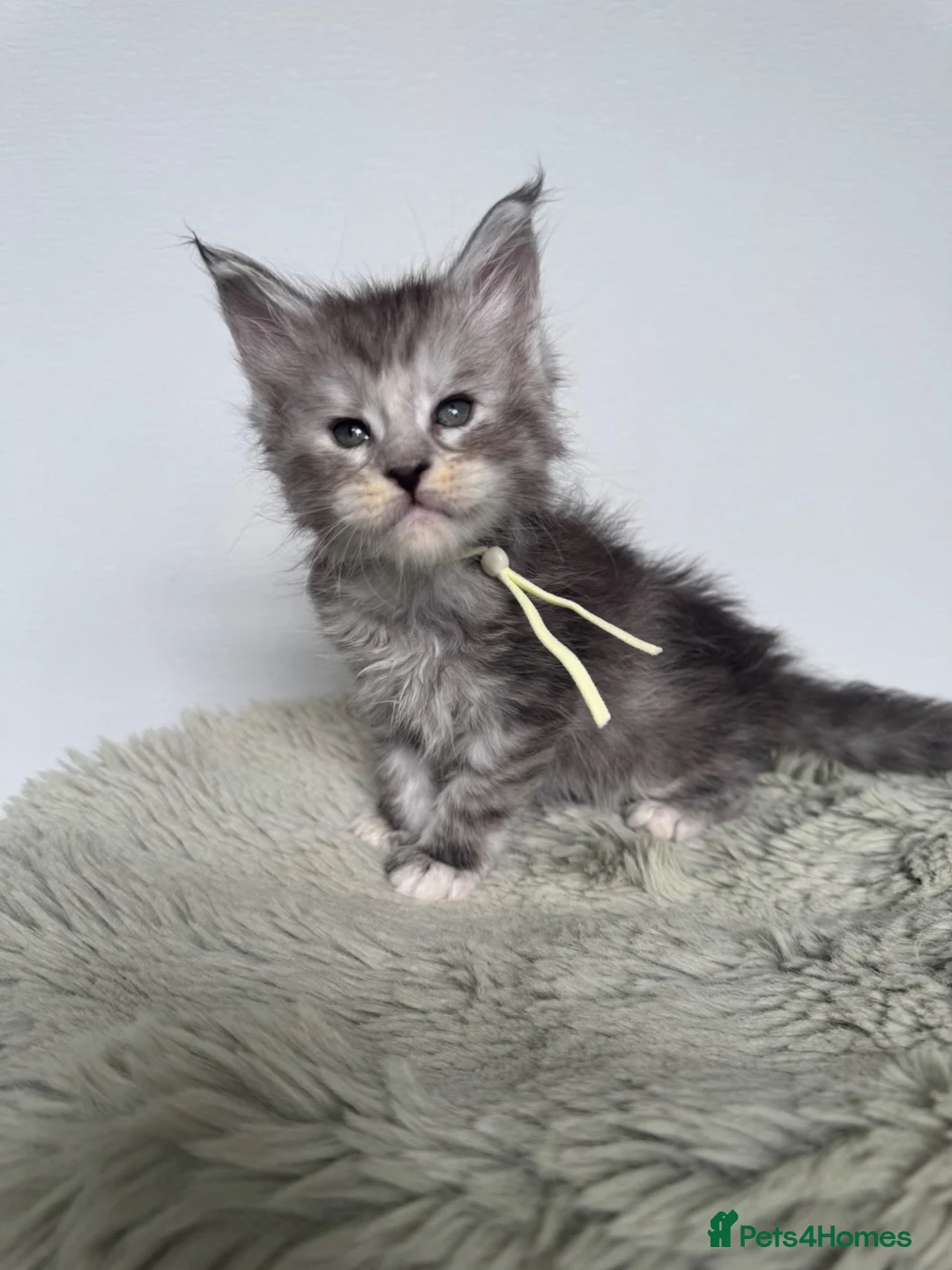 Maine Coon cats for sale: Superb quality Maine coon girls  - Advert 2