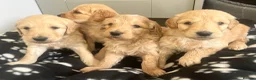 Goldendoodle dogs for sale: Stunning Goldendoodle Puppies - Advert 37