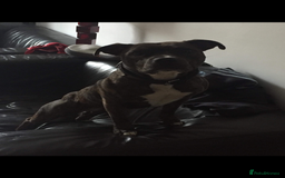 Staffordshire Bull Terrier dogs for sale: Litter - Image 4