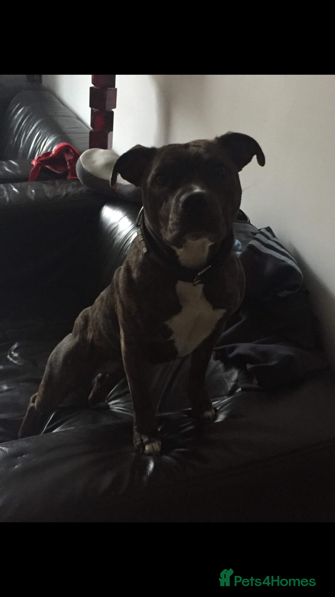 Staffordshire Bull Terrier dogs for sale: Litter - Image 4