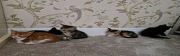 Mixed Breed cats for sale: Kittens Ready Now in Basildon - Advert 4