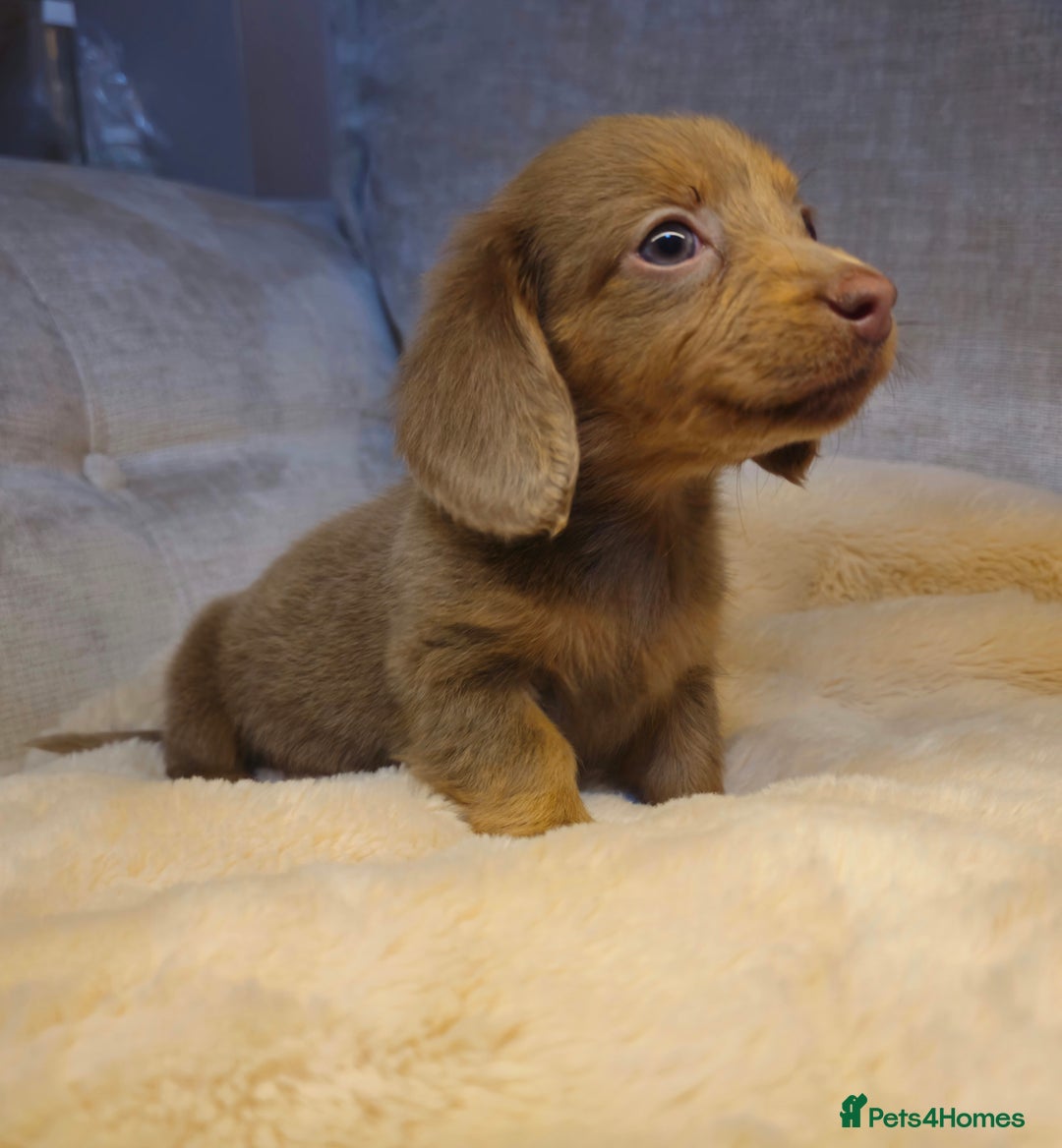 Miniature Dachshund dogs for sale: REDUCED READY NOW!!! - Advert 1