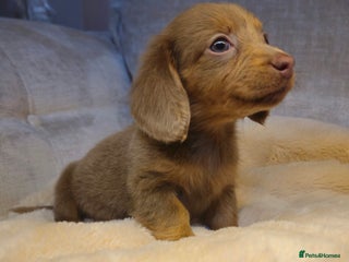 Miniature Dachshund dogs READY FRIDAY 19TH DEC - Advert 3
