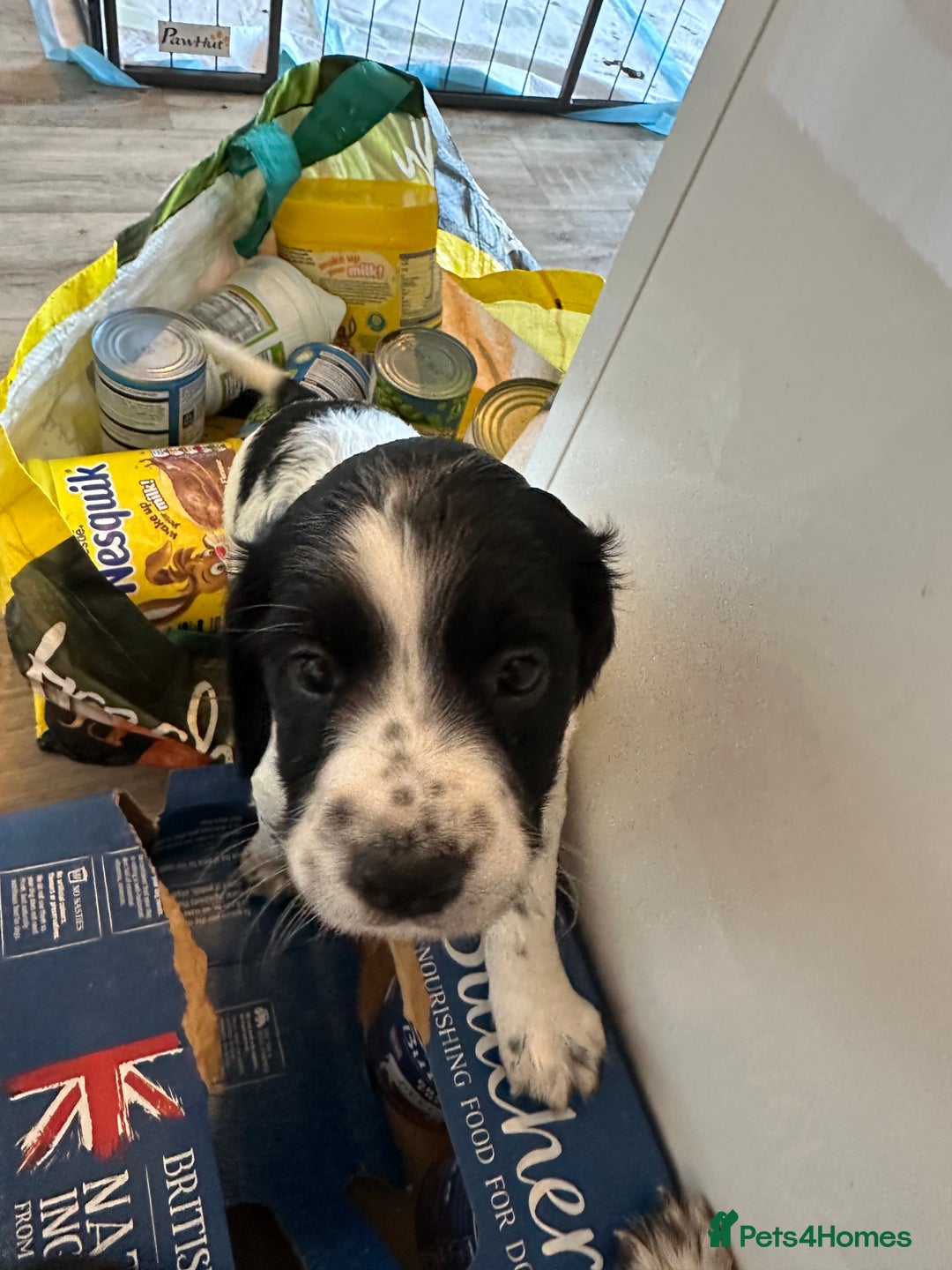 Sprocker dogs for sale: SPROCKER PUPPIES FOR SALE - Advert 25