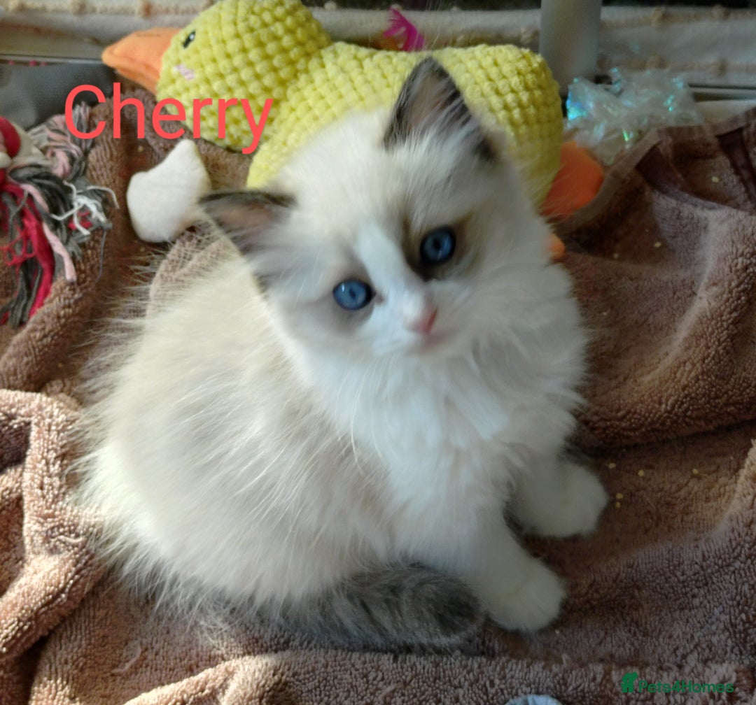 Ragdoll cats for sale: GCCF pedigree ragdoll kittens for sale £850 -£1100 - Image 10