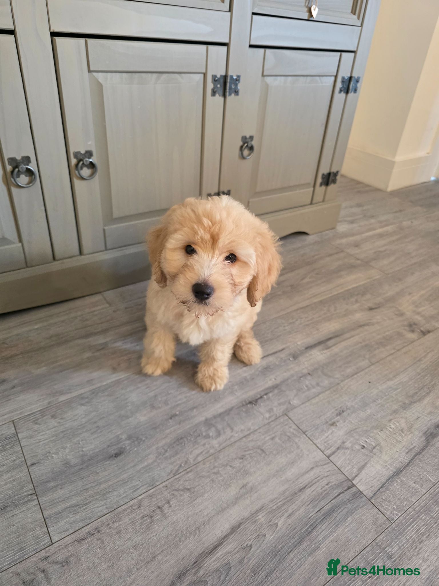 Labradoodle dogs £790 2 left 💜🩷 2 remaining colours available  - Advert 1