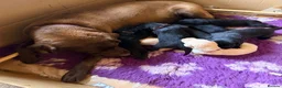 Labrador Retriever dogs for sale: Labrador Kc reg puppy’s  in Barnard Castle - Advert 7