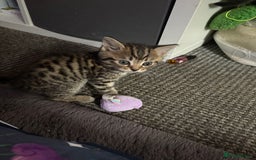 Bengal cats for sale: Bengal Cross and Blue Long haired boy - Image 4