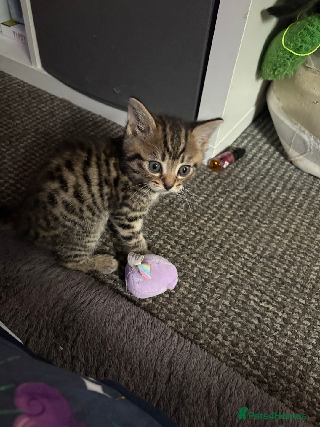 Bengal cats for sale: Bengal Cross and Blue Long haired boy - Image 4