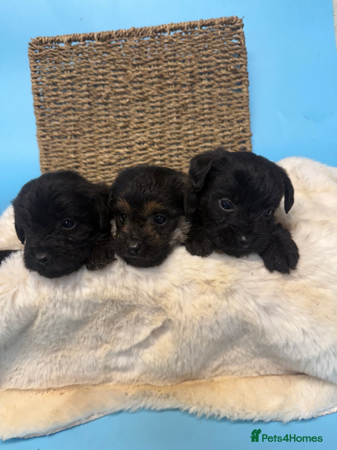 Mixed Breed dogs for sale: Unique Border Terrier X Mini Poodle Puppies! - Advert 5