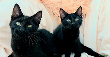 Mixed Breed cats - Advert 9