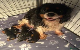 Cavalier King Charles Spaniel dogs for sale: KC REGISTERED GORGEOUS BLACK & TAN PUPPYS  - Image 12