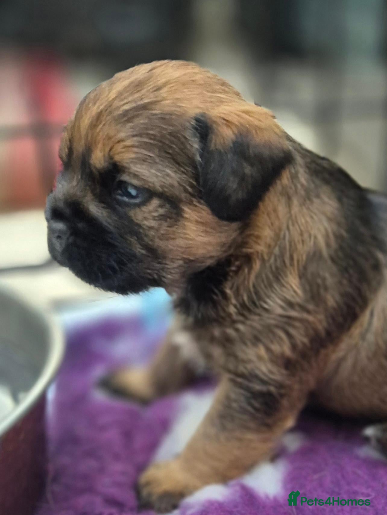 Border Terrier dogs Top show quality KC registered Border Terrier pup - Advert 1