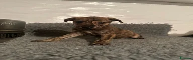 Lurcher Puppy 3