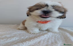 Shih Tzu dogs for sale: Beautiful Shih tzu puppies 🫶🏼 - Image 5